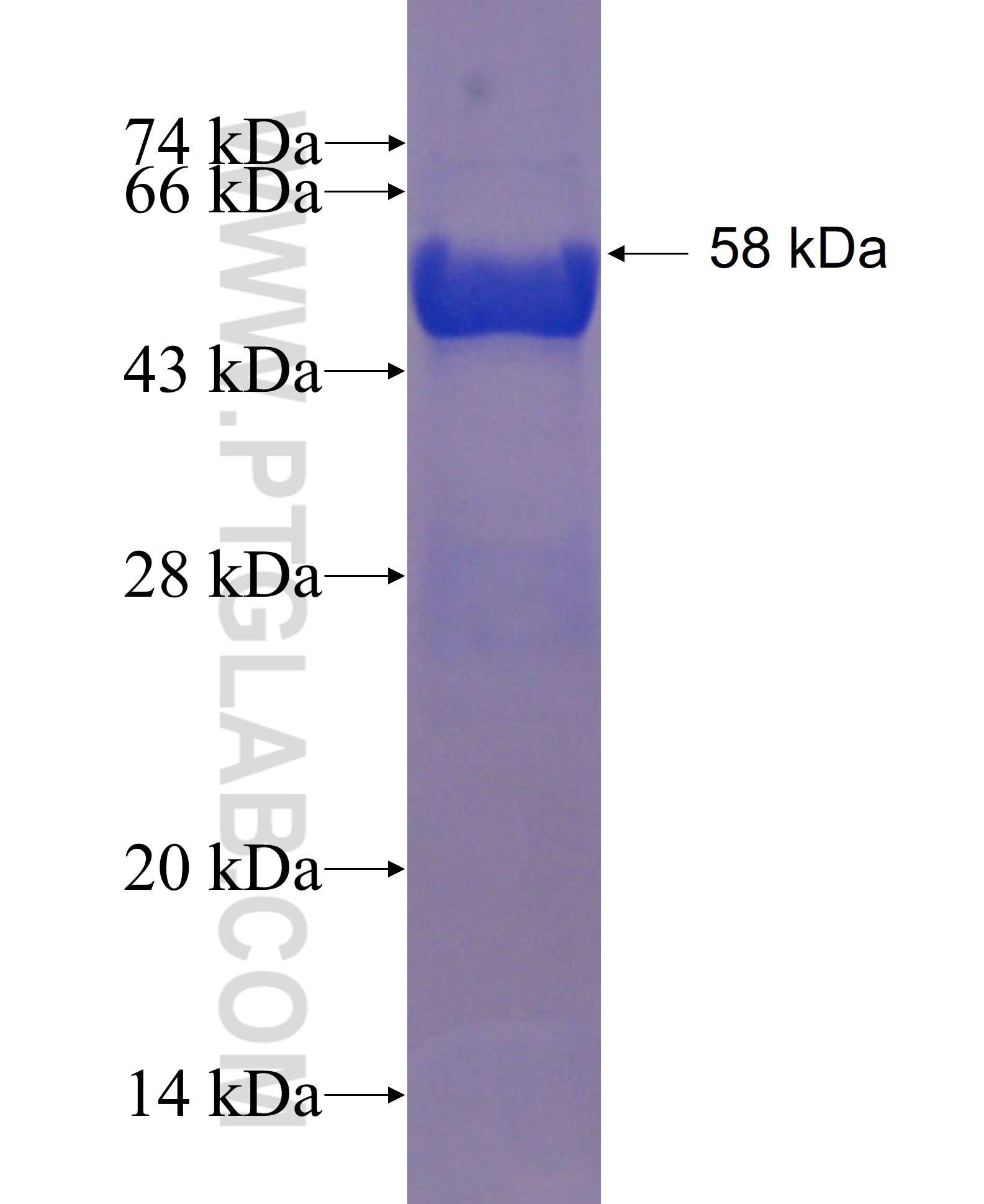 RBBP5 fusion protein Ag3848 SDS-PAGE