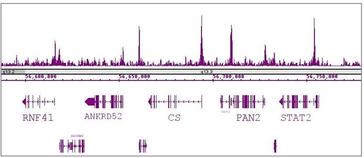 RBBP5 antibody (pAb) tested by ChIP-Seq. ChIP was performed using the ChIP-IT High Sensitivity Kit (Cat. No. 53040) with 30 ug of human PBMC chromatin and 7 ul of antibody. ChIP DNA was sequenced on the Illumina HiSeq and 21 million sequence tags were mapped to identify RBBP5 binding sites. The image shows binding across a region of chromosome 12. You can view the complete data set in the UCSC Genome Browser, starting at this specific location, here. RBBP5 antibody (pAb) tested by ChIP-Seq. ChIP was performed using the ChIP-IT High Sensitivity Kit (Cat. No. 53040) with 30 ug of human PBMC chromatin and 7 ul of antibody. ChIP DNA was sequenced on the Illumina HiSeq and 21 million sequence tags were mapped to identify RBBP5 binding sites. The image shows binding across a region of chromosome 12. You can view the complete data set in the UCSC Genome Browser, starting at this specific location, here.