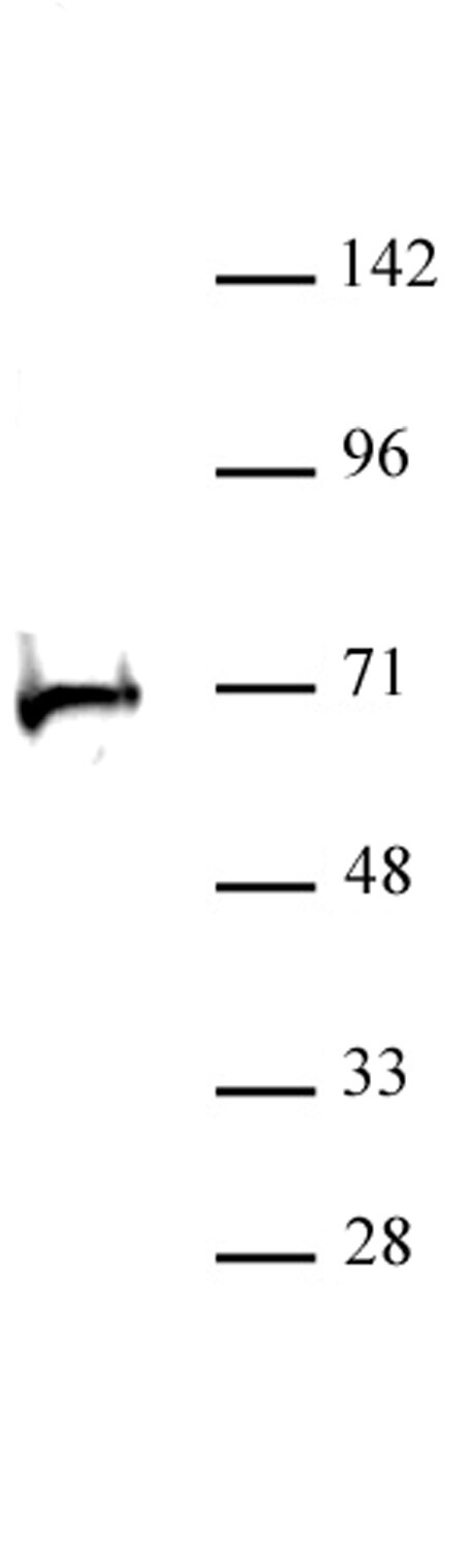 RBBP5 antibody (pAb) Proteintech