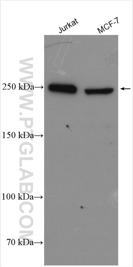 Western Blot (WB) analysis of various lysates using RBBP6 Polyclonal antibody (11882-1-AP)