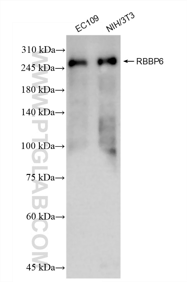 RBBP6