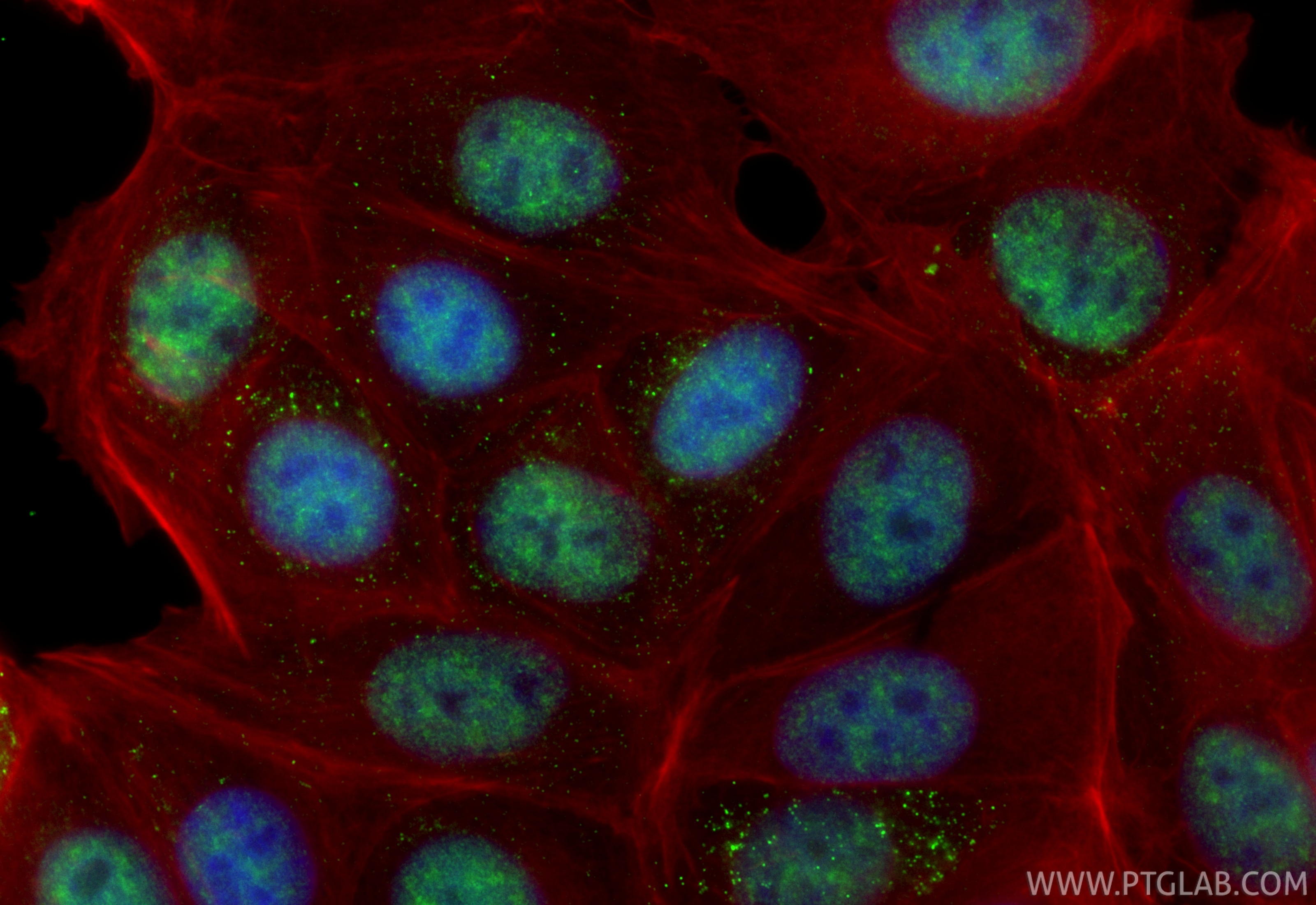 Immunofluorescence (IF) / fluorescent staining of MCF-7 cells using CoraLite® Plus 488-conjugated RBBP6 Recombinant mo (CL488-85884-5)