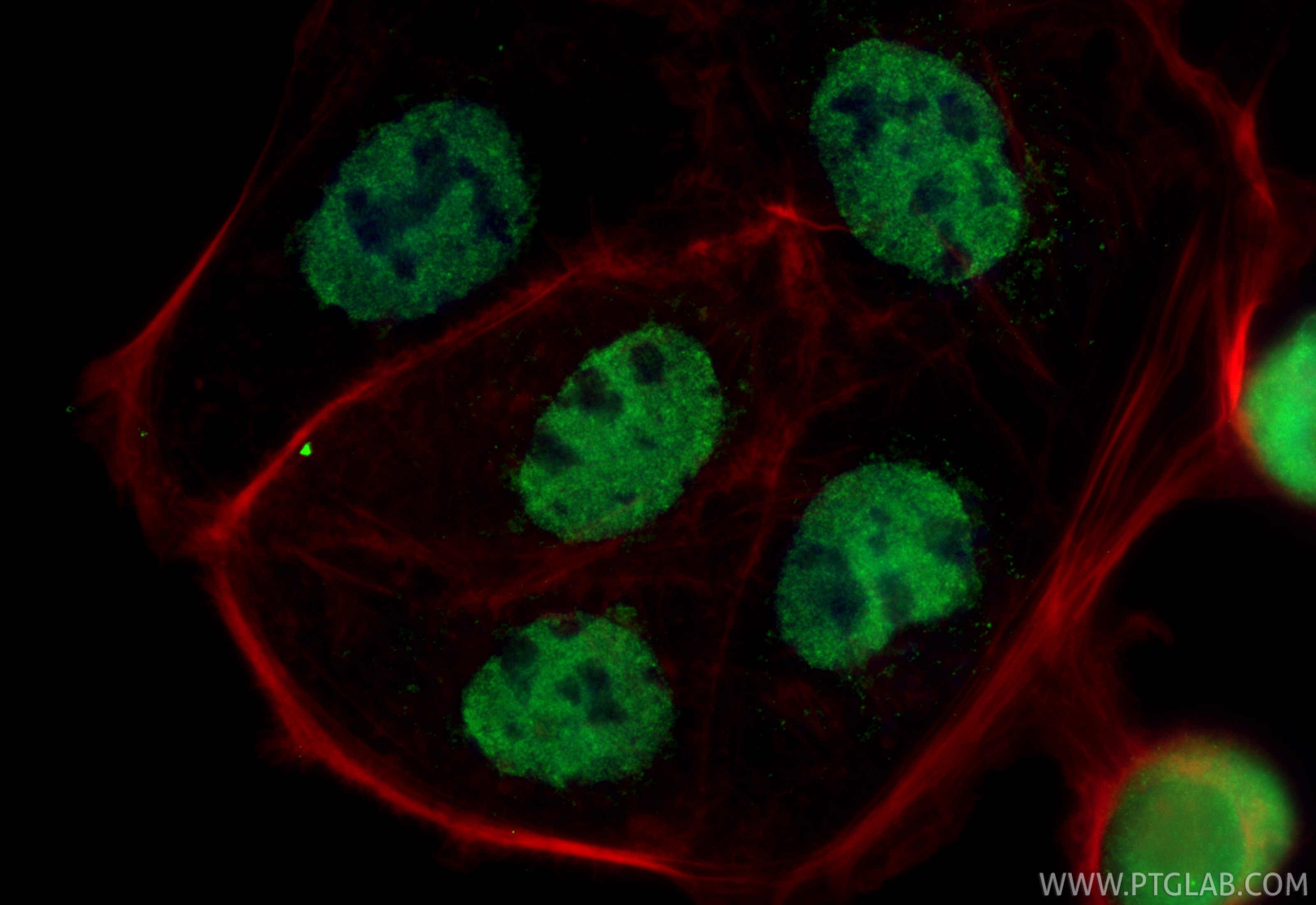 Immunofluorescence (IF) / fluorescent staining of Caco-2 cells using CoraLite® Plus 488-conjugated RBBP6 Recombinant mo (CL488-85884-5)