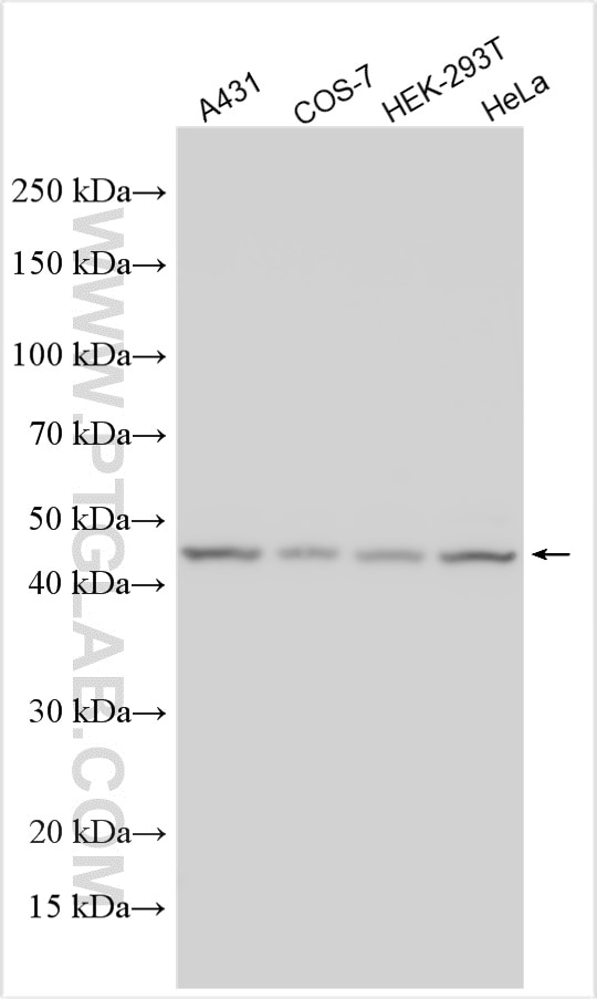 Western Blot (WB) analysis of various lysates using RbAp46 Polyclonal antibody (20365-1-AP)