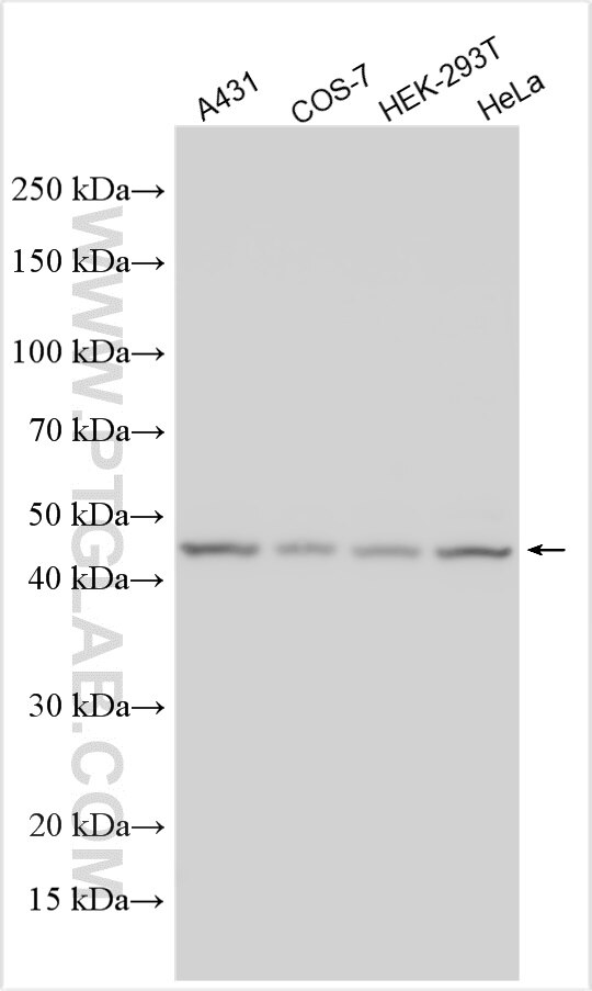 Western Blot (WB) analysis of various lysates using RbAp46 Polyclonal antibody (20365-1-AP)