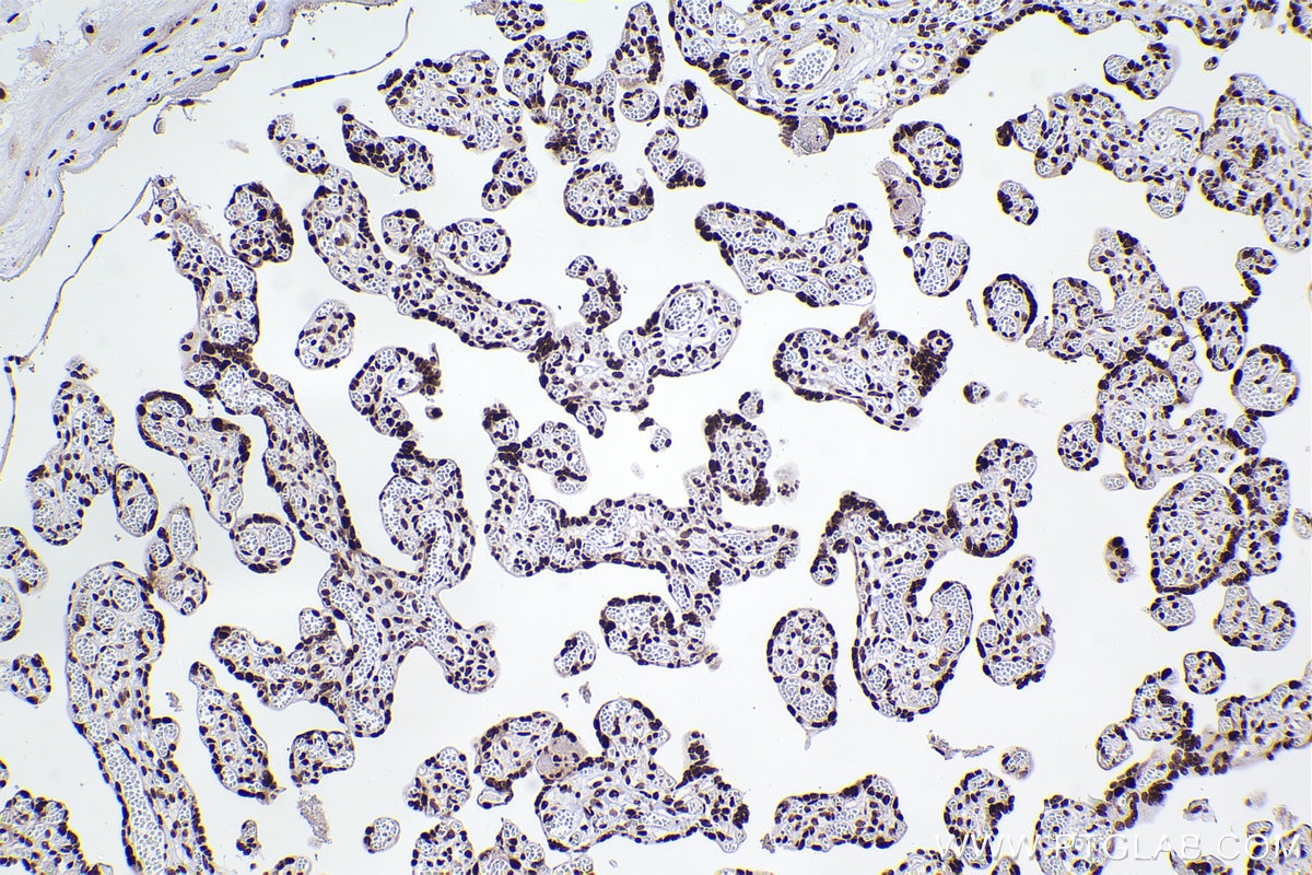 Immunohistochemistry (IHC) staining of human placenta tissue using RBBP7 Recombinant antibody (84330-1-RR)