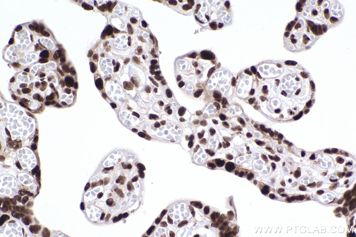 Immunohistochemistry (IHC) staining of human placenta tissue using RBBP7 Recombinant antibody (84330-1-RR)