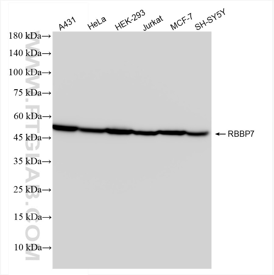 Western Blot (WB) analysis of various lysates using RBBP7 Recombinant antibody (84330-1-RR)