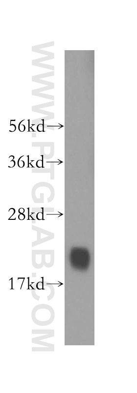 WB analysis of mouse lung using 12230-2-AP