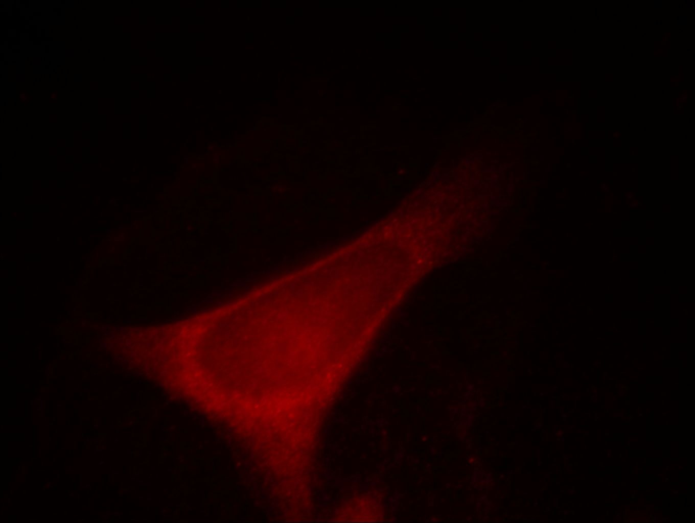 Immunofluorescence (IF) / fluorescent staining of HeLa cells using RBBP9 Monoclonal antibody (66015-1-Ig)