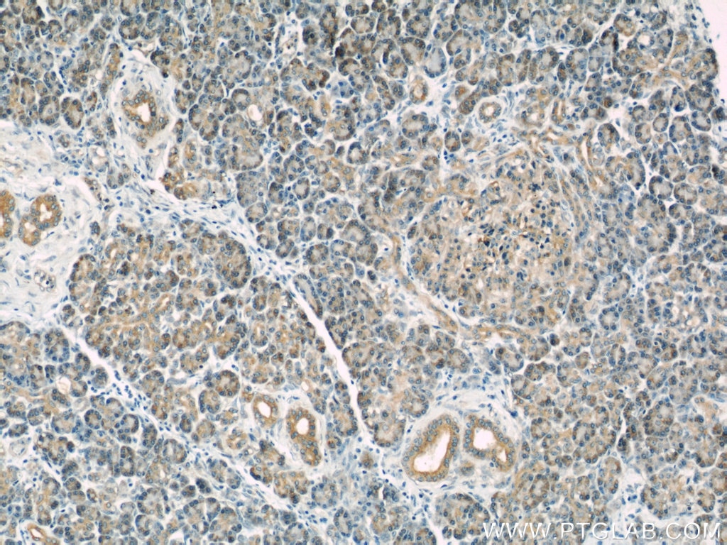 Immunohistochemistry (IHC) staining of human pancreas tissue using RBBP9 Monoclonal antibody (66015-1-Ig)