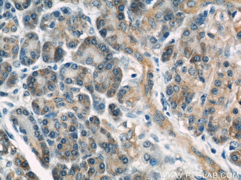 Immunohistochemistry (IHC) staining of human pancreas tissue using RBBP9 Monoclonal antibody (66015-1-Ig)