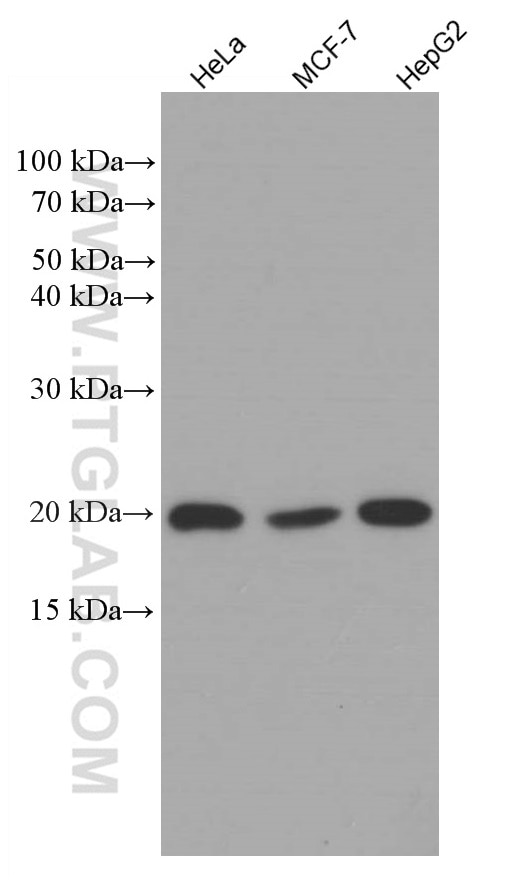 Western Blot (WB) analysis of various lysates using RBBP9 Monoclonal antibody (66015-2-Ig)