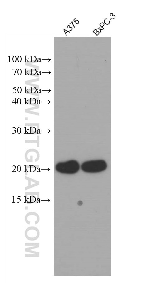 Western Blot (WB) analysis of various lysates using RBBP9 Monoclonal antibody (66015-2-Ig)