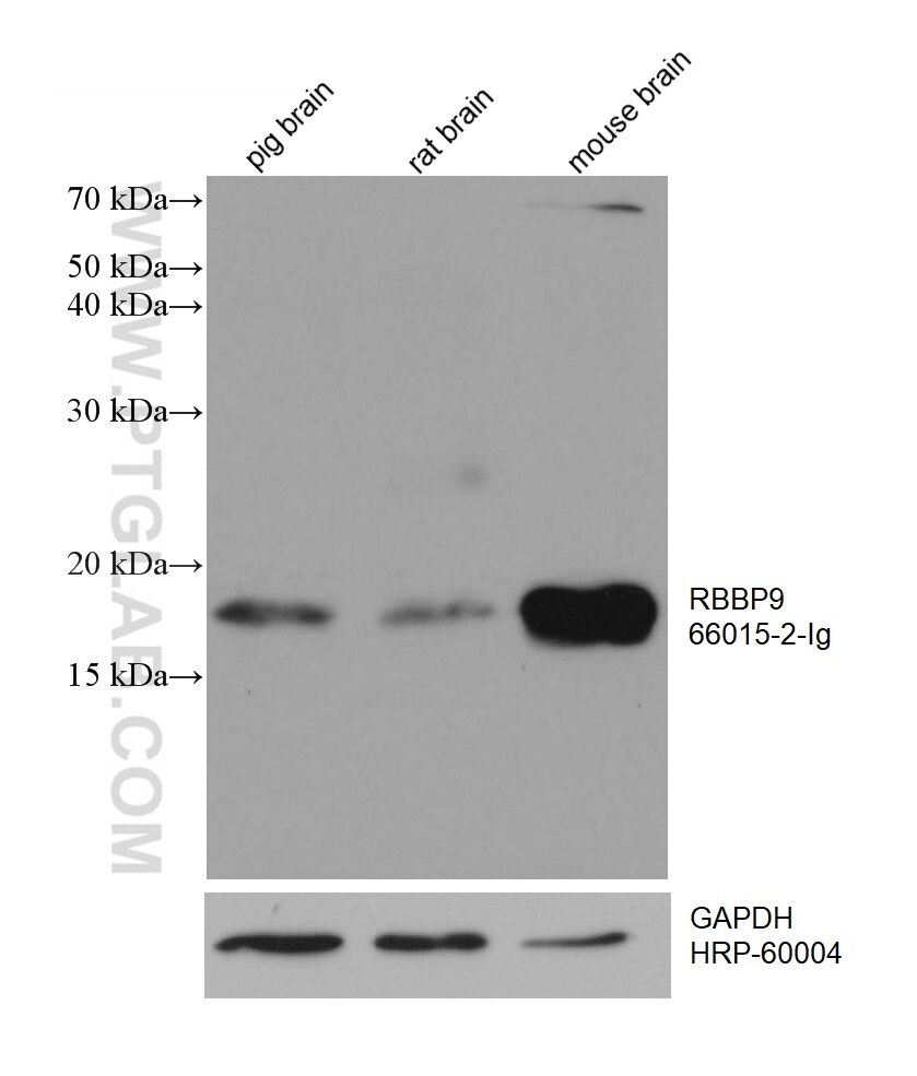 Western Blot (WB) analysis of various lysates using RBBP9 Monoclonal antibody (66015-2-Ig)