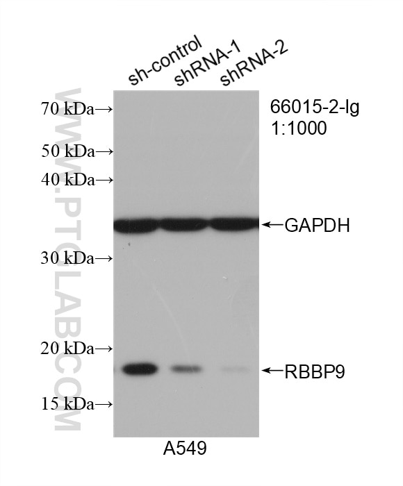 Western Blot (WB) analysis of A549 cells using RBBP9 Monoclonal antibody (66015-2-Ig)