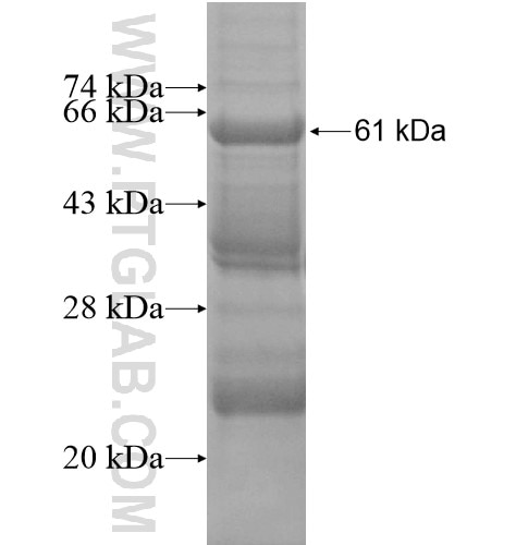 RBCK1 fusion protein Ag13554 SDS-PAGE