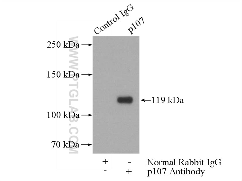 Immunoprecipitation (IP) experiment of mouse testis tissue using p107 Polyclonal antibody (13354-1-AP)