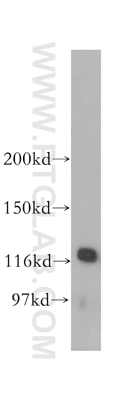 Western Blot (WB) analysis of mouse testis tissue using p107 Polyclonal antibody (13354-1-AP)