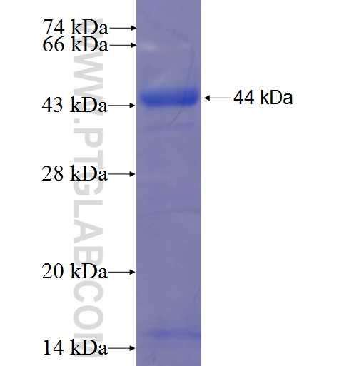 RBL1 fusion protein Ag23612 SDS-PAGE