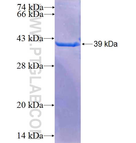 RBL2 fusion protein Ag25087 SDS-PAGE