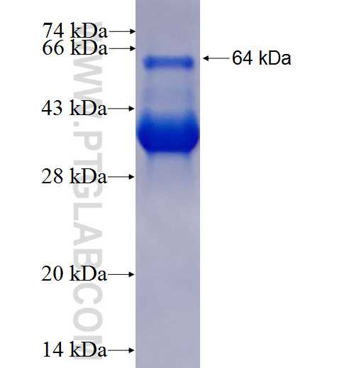 RBL2 fusion protein Ag3377 SDS-PAGE