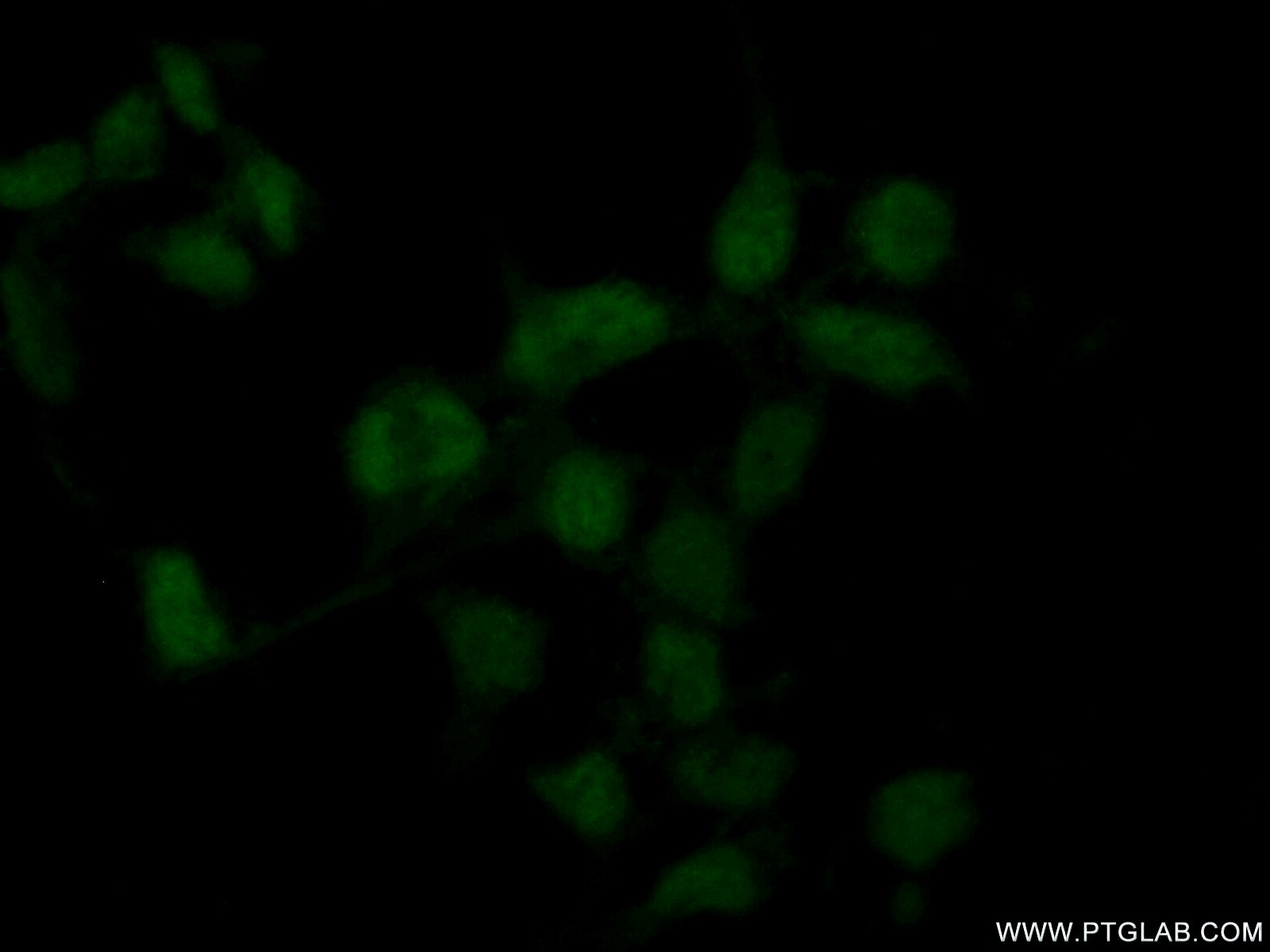 Immunofluorescence (IF) / fluorescent staining of HEK-293 cells using RBM11 Polyclonal antibody (17220-1-AP)