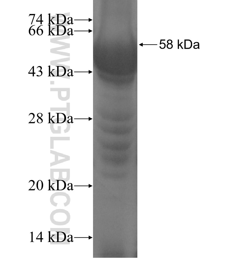 RBM11 fusion protein Ag11040 SDS-PAGE