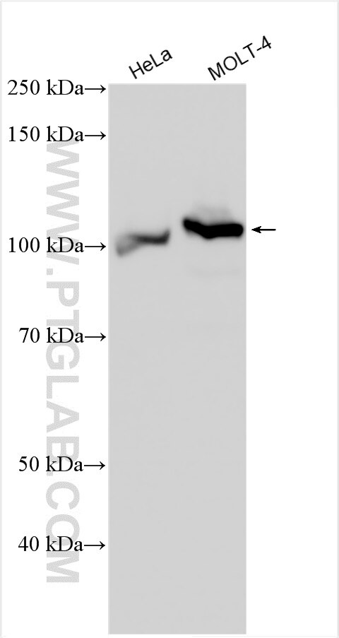 Western Blot (WB) analysis of various lysates using RBM12 Polyclonal antibody (30990-1-AP)