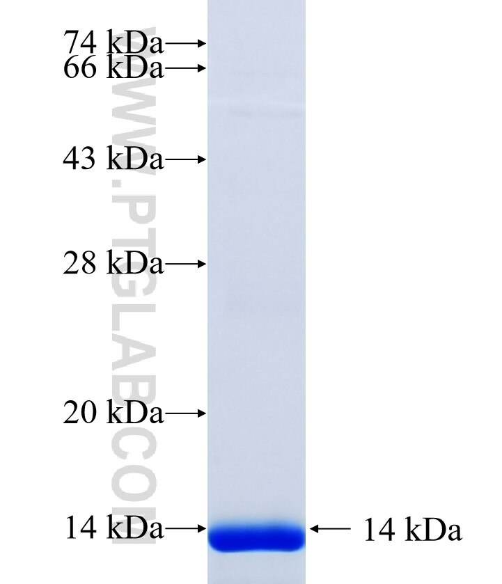 RBM12 fusion protein Ag34596 SDS-PAGE RBM12 fusion protein Ag34596 SDS-PAGE