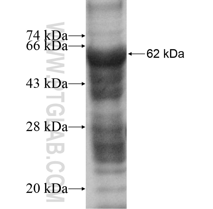 RBM12B fusion protein Ag10894 SDS-PAGE