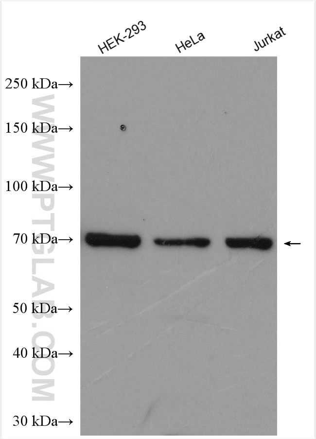 Western Blot (WB) analysis of various lysates using RBM14 Polyclonal antibody (10196-1-AP)