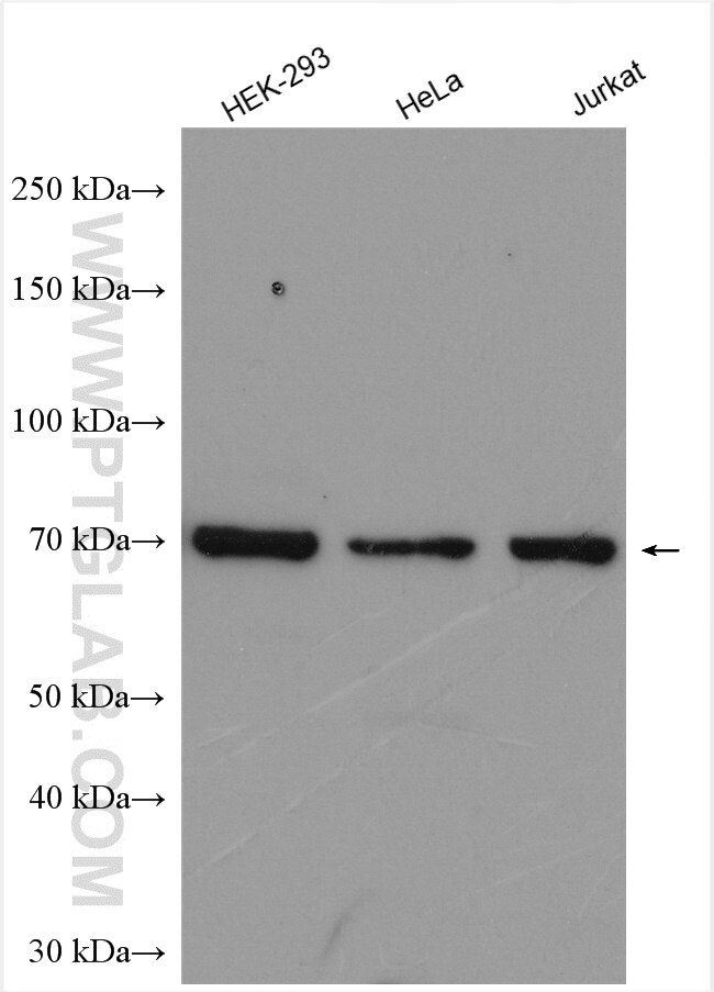 Western Blot (WB) analysis of various lysates using RBM14 Polyclonal antibody (10196-1-AP)