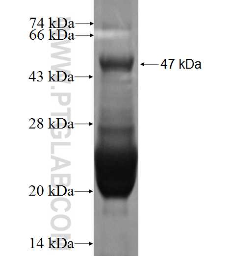 RBM14 fusion protein Ag0254 SDS-PAGE