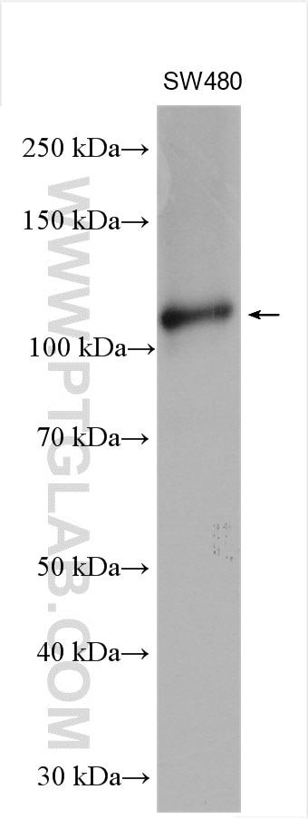 Western Blot (WB) analysis of SW480 cells using RBM15 Polyclonal antibody (10587-1-AP)