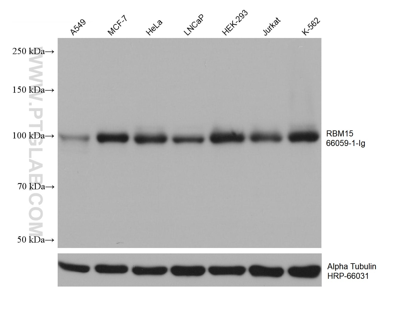 Western Blot (WB) analysis of various lysates using RBM15 Monoclonal antibody (66059-1-Ig)