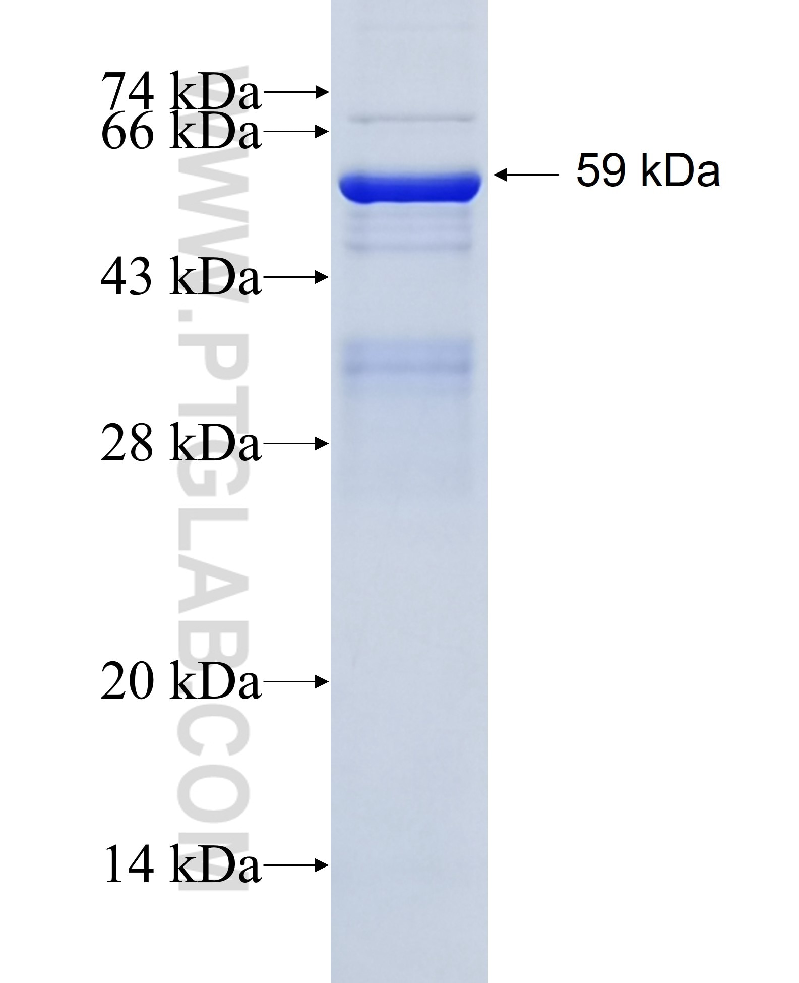 RBM15 fusion protein Ag0938 SDS-PAGE