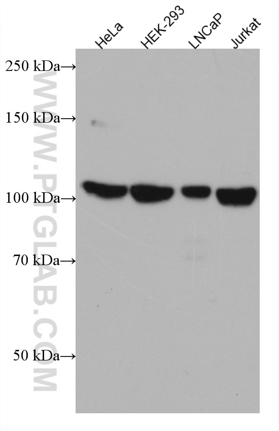 Western Blot (WB) analysis of various lysates using RBM15B Monoclonal antibody (67506-1-Ig)