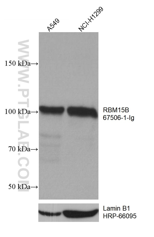 WB analysis using 67506-1-Ig