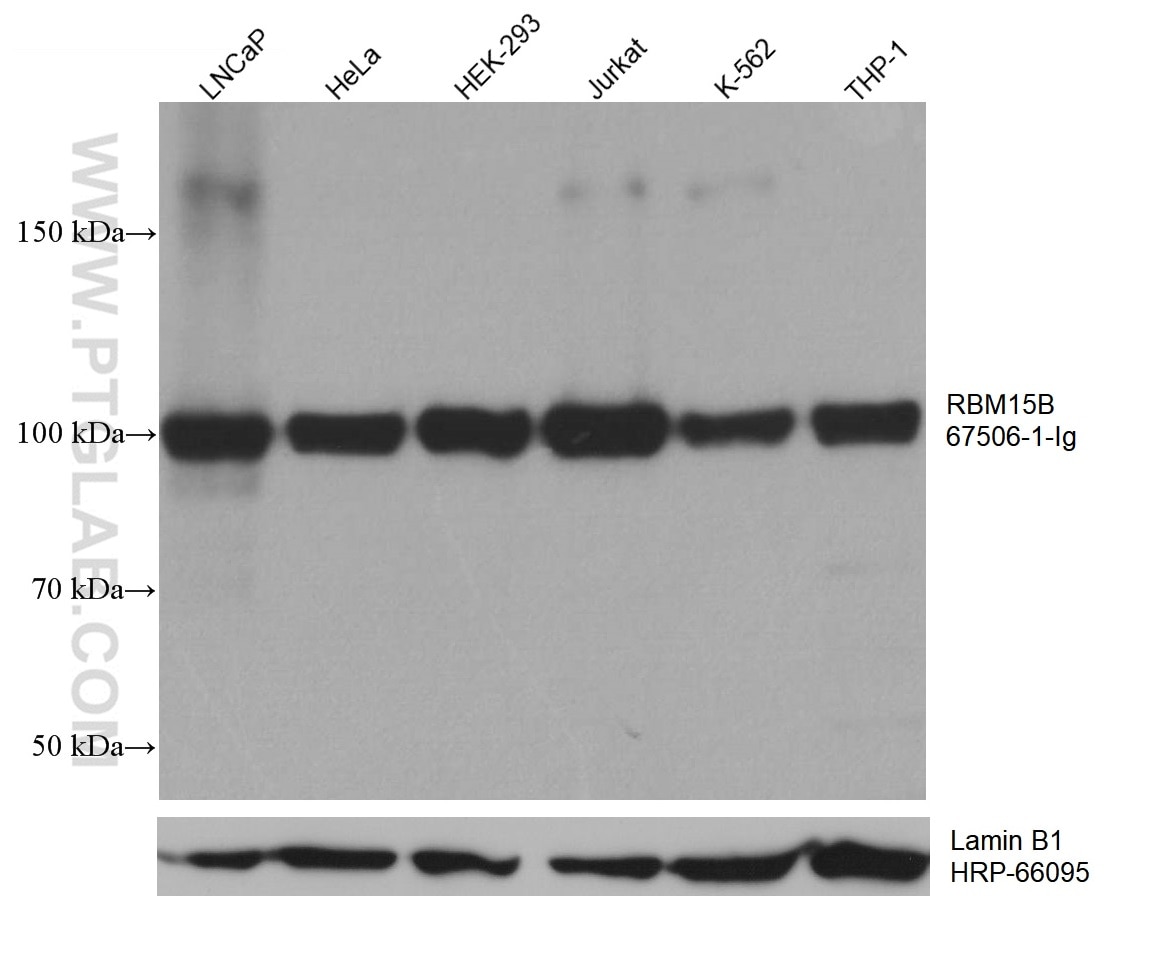 WB analysis using 67506-1-Ig