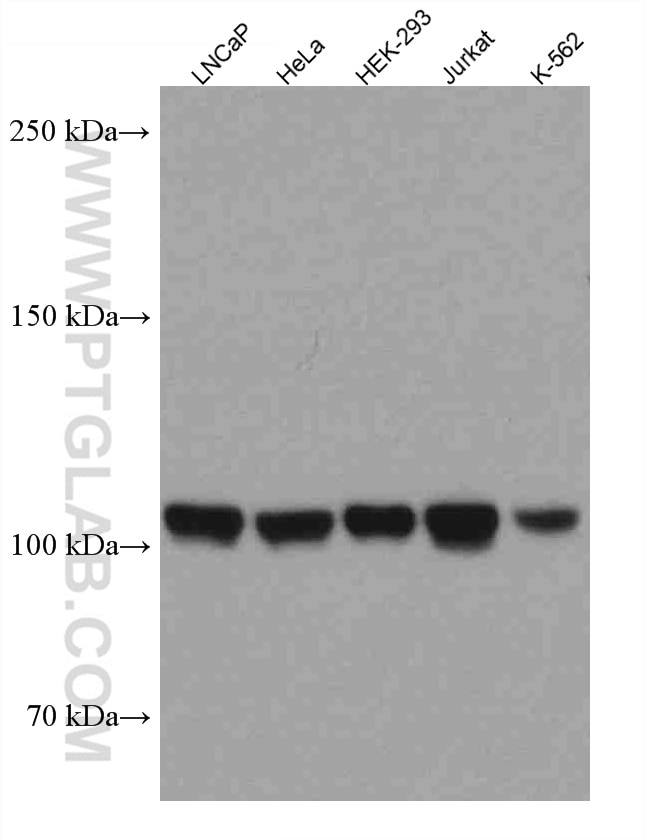 Western Blot (WB) analysis of various lysates using RBM15B Monoclonal antibody (67506-1-Ig)