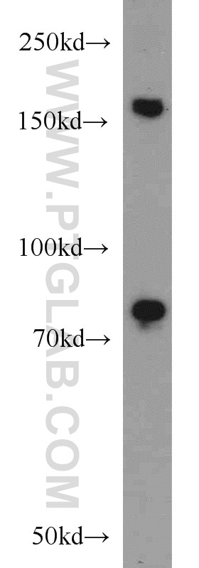 WB analysis of NIH/3T3 using 18893-1-AP