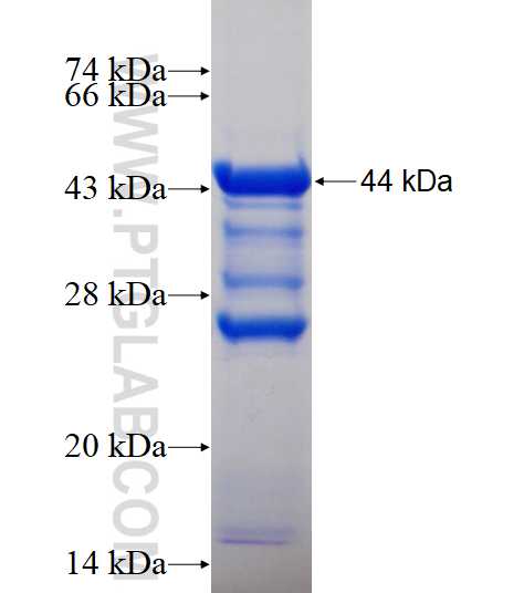 RBM16 fusion protein Ag13499 SDS-PAGE