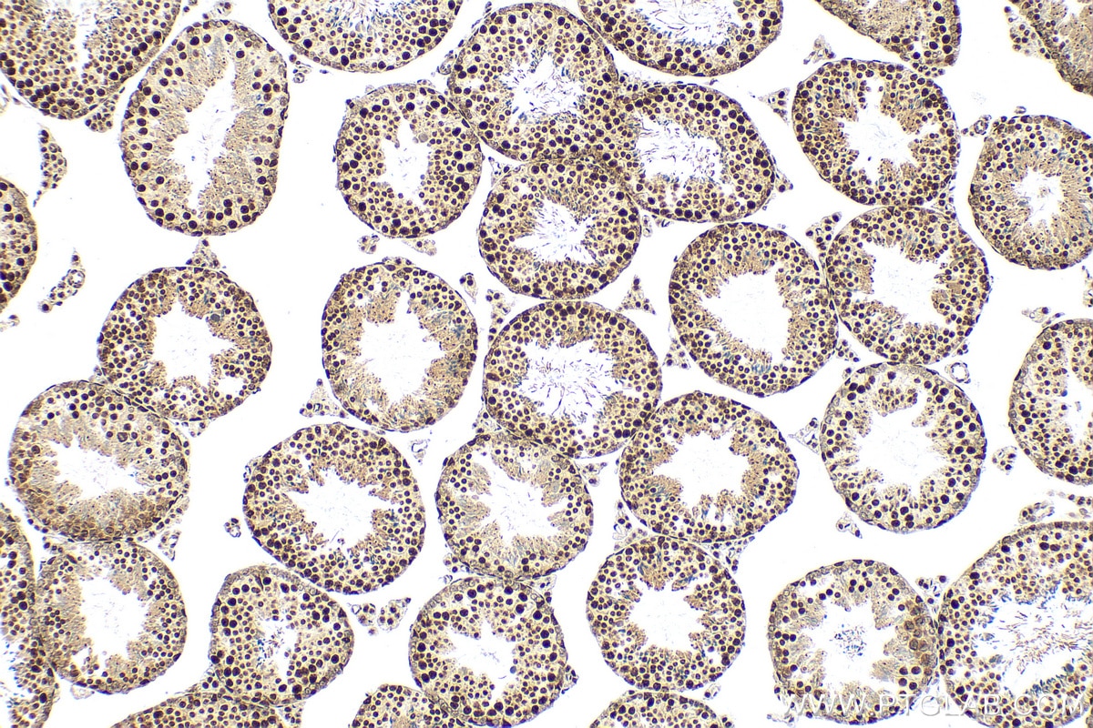 Immunohistochemistry (IHC) staining of mouse testis tissue using RBM17 Recombinant antibody (82889-2-RR)