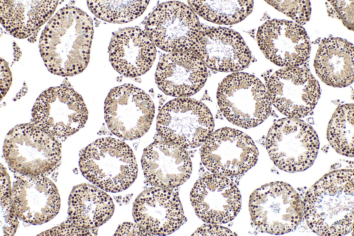 Immunohistochemistry (IHC) staining of mouse testis tissue using RBM17 Recombinant antibody (82889-2-RR)