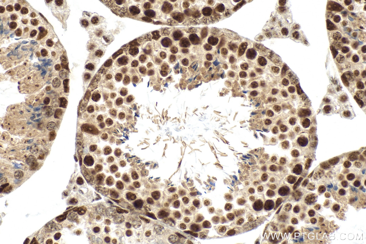 Immunohistochemistry (IHC) staining of mouse testis tissue using RBM17 Recombinant antibody (82889-2-RR)