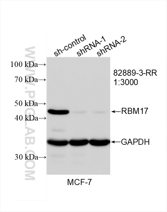 Western Blot (WB) analysis of MCF-7 cells using RBM17 Recombinant antibody (82889-3-RR)