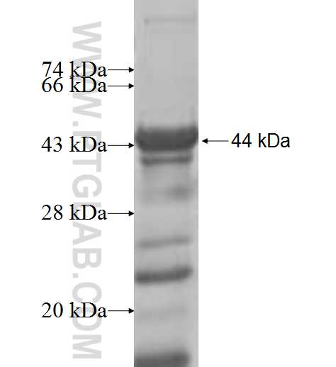 RBM17 fusion protein Ag8278 SDS-PAGE