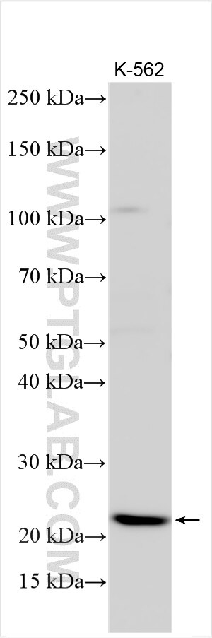 WB analysis using 32924-1-AP Western Blot (WB) analysis of various lysates using RBM18 Polyclonal antibody (32924-1-AP)