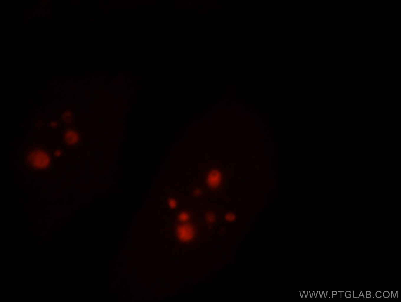 Immunofluorescence (IF) / fluorescent staining of MCF-7 cells using RBM19 Polyclonal antibody (19095-1-AP)